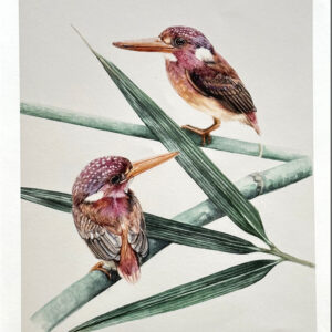 Dwarf Kingfishers