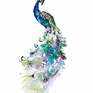 Elegant Peacock