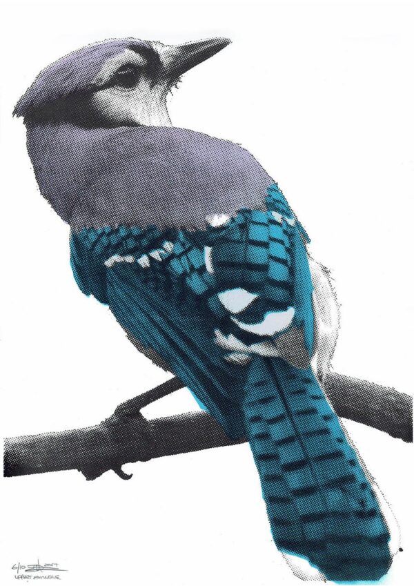 Graffiti Bluejay