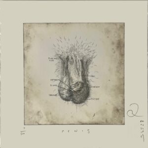Mini Print- Penis