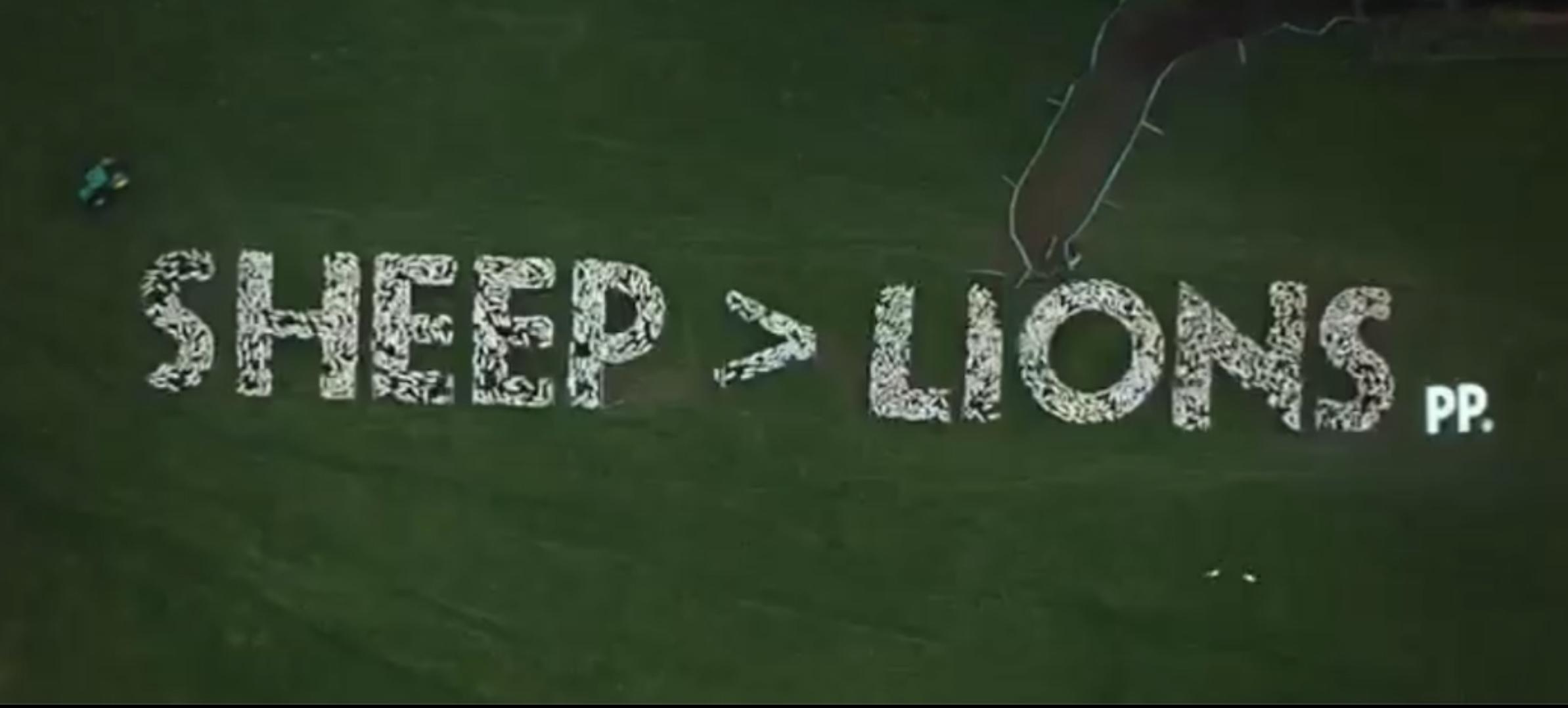 Sheep>Lions