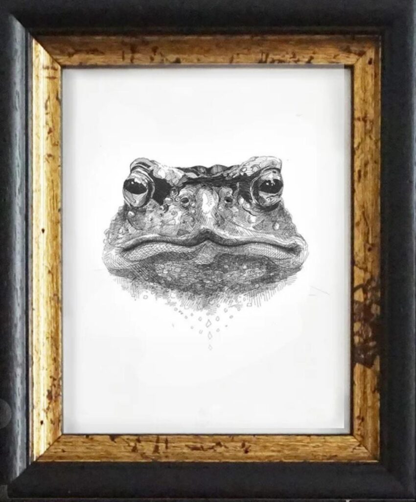 Toad
