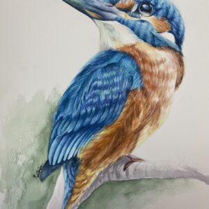 Kingfisher